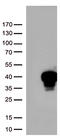 Max-like protein X antibody, LS-C795687, Lifespan Biosciences, Western Blot image 