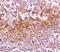 Chondroitin Sulfate Proteoglycan 4 antibody, 33-202, ProSci, Immunohistochemistry frozen image 