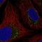 Serine protease HTRA2, mitochondrial antibody, HPA006602, Atlas Antibodies, Immunofluorescence image 