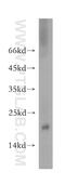 Ribonuclease A Family Member 13 (Inactive) antibody, 18408-1-AP, Proteintech Group, Western Blot image 