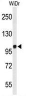Microtubule Associated Monooxygenase, Calponin And LIM Domain Containing 2 antibody, AP52693PU-N, Origene, Western Blot image 
