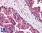 MHC Class I Polypeptide-Related Sequence A antibody, LS-B1377, Lifespan Biosciences, Immunohistochemistry frozen image 