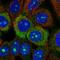 Ribosomal Protein S3A antibody, HPA053454, Atlas Antibodies, Immunocytochemistry image 