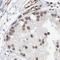 Guanylate Binding Protein 5 antibody, FNab03376, FineTest, Immunohistochemistry frozen image 