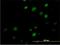 MYC Associated Zinc Finger Protein antibody, H00004150-M01, Novus Biologicals, Immunofluorescence image 