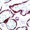 Chorionic somatomammotropin hormone antibody, PA5-32553, Invitrogen Antibodies, Immunohistochemistry paraffin image 