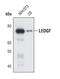 PC4 And SFRS1 Interacting Protein 1 antibody, MA5-14821, Invitrogen Antibodies, Western Blot image 