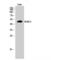 Histone Deacetylase 3 antibody, LS-C383902, Lifespan Biosciences, Western Blot image 