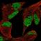 Jhdm2a antibody, HPA065162, Atlas Antibodies, Immunocytochemistry image 