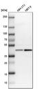 Ubiquitin Conjugating Enzyme E2 Z antibody, HPA007922, Atlas Antibodies, Western Blot image 