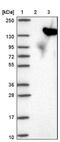 USP21 antibody, NBP1-80630, Novus Biologicals, Western Blot image 