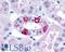 5-Hydroxytryptamine Receptor 1F antibody, LS-A3344, Lifespan Biosciences, Immunohistochemistry frozen image 