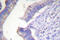 BCL2 antibody, LS-C176387, Lifespan Biosciences, Immunohistochemistry frozen image 