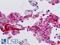 Par1 antibody, LS-B9308, Lifespan Biosciences, Immunohistochemistry frozen image 