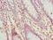 Serine Protease 35 antibody, LS-C399722, Lifespan Biosciences, Immunohistochemistry frozen image 