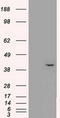 p42-MAPK antibody, TA500474S, Origene, Western Blot image 