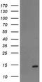 TP53RK Binding Protein antibody, LS-C175151, Lifespan Biosciences, Western Blot image 