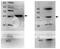 DNA Polymerase Beta antibody, 70-041, BioAcademia Inc, Western Blot image 
