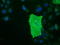 Butyrophilin Subfamily 1 Member A1 antibody, TA501529, Origene, Immunofluorescence image 