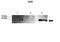 Glutathione-Disulfide Reductase antibody, A01479, Boster Biological Technology, Western Blot image 
