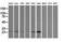 Caseinolytic Mitochondrial Matrix Peptidase Proteolytic Subunit antibody, LS-C115802, Lifespan Biosciences, Western Blot image 