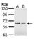 BCL3 Transcription Coactivator antibody, PA5-28783, Invitrogen Antibodies, Western Blot image 