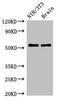 Olfactomedin 1 antibody, CSB-PA858725LA01HU, Cusabio, Western Blot image 