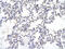 Dpc4 antibody, ARP38605_P050, Aviva Systems Biology, Immunohistochemistry frozen image 
