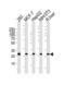 Prohibitin antibody, TA328154, Origene, Western Blot image 