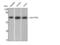 PTPN11 antibody, STJ95658, St John