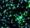 Regulator Of Microtubule Dynamics 1 antibody, MAP2, Aves Labs, Immunofluorescence image 