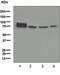 Alkaline Phosphatase, Biomineralization Associated antibody, ab108337, Abcam, Western Blot image 