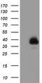 LRAT Domain Containing 2 antibody, CF501917, Origene, Western Blot image 