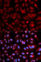 Proteasome Subunit Beta 5 antibody, 18-423, ProSci, Immunofluorescence image 