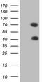 Mesothelin antibody, TA805172S, Origene, Western Blot image 