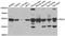Pyruvate Dehydrogenase Complex Component X antibody, abx004919, Abbexa, Western Blot image 