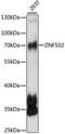 Zinc Finger Protein 502 antibody, 16-104, ProSci, Western Blot image 