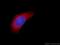 Protein Mpv17 antibody, 10310-1-AP, Proteintech Group, Immunofluorescence image 