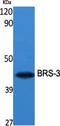 Bombesin Receptor Subtype 3 antibody, A08571, Boster Biological Technology, Western Blot image 