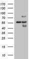 Hyaluronan-binding protein 2 antibody, CF809299, Origene, Western Blot image 