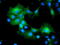 Myeloid leukemia factor 1 antibody, TA504808, Origene, Immunofluorescence image 