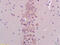 Basic Helix-Loop-Helix Family Member B9 antibody, GTX51145, GeneTex, Immunohistochemistry paraffin image 