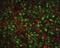 PCNA antibody, GTX20029, GeneTex, Immunocytochemistry image 