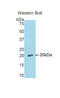 Relaxin Family Peptide Receptor 1 antibody, LS-C302019, Lifespan Biosciences, Western Blot image 