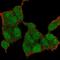 Histone-lysine N-methyltransferase, H3 lysine-36 and H4 lysine-20 specific antibody, HPA048431, Atlas Antibodies, Immunocytochemistry image 