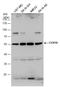 Cytochrome C Oxidase Assembly Factor Heme A:Farnesyltransferase COX10 antibody, GTX114331, GeneTex, Western Blot image 