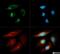 Derlin 1 antibody, NB100-448, Novus Biologicals, Immunofluorescence image 