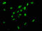 Heterogeneous nuclear ribonucleoprotein A/B antibody, LS-C674155, Lifespan Biosciences, Immunofluorescence image 