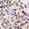 Cyclin-A1 antibody, LS-C354121, Lifespan Biosciences, Immunohistochemistry paraffin image 