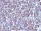 Golgi Zone antibody, 33-246, ProSci, Immunohistochemistry paraffin image 